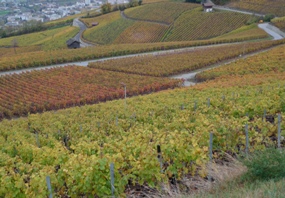 Rebberge oberhalb von Sierre